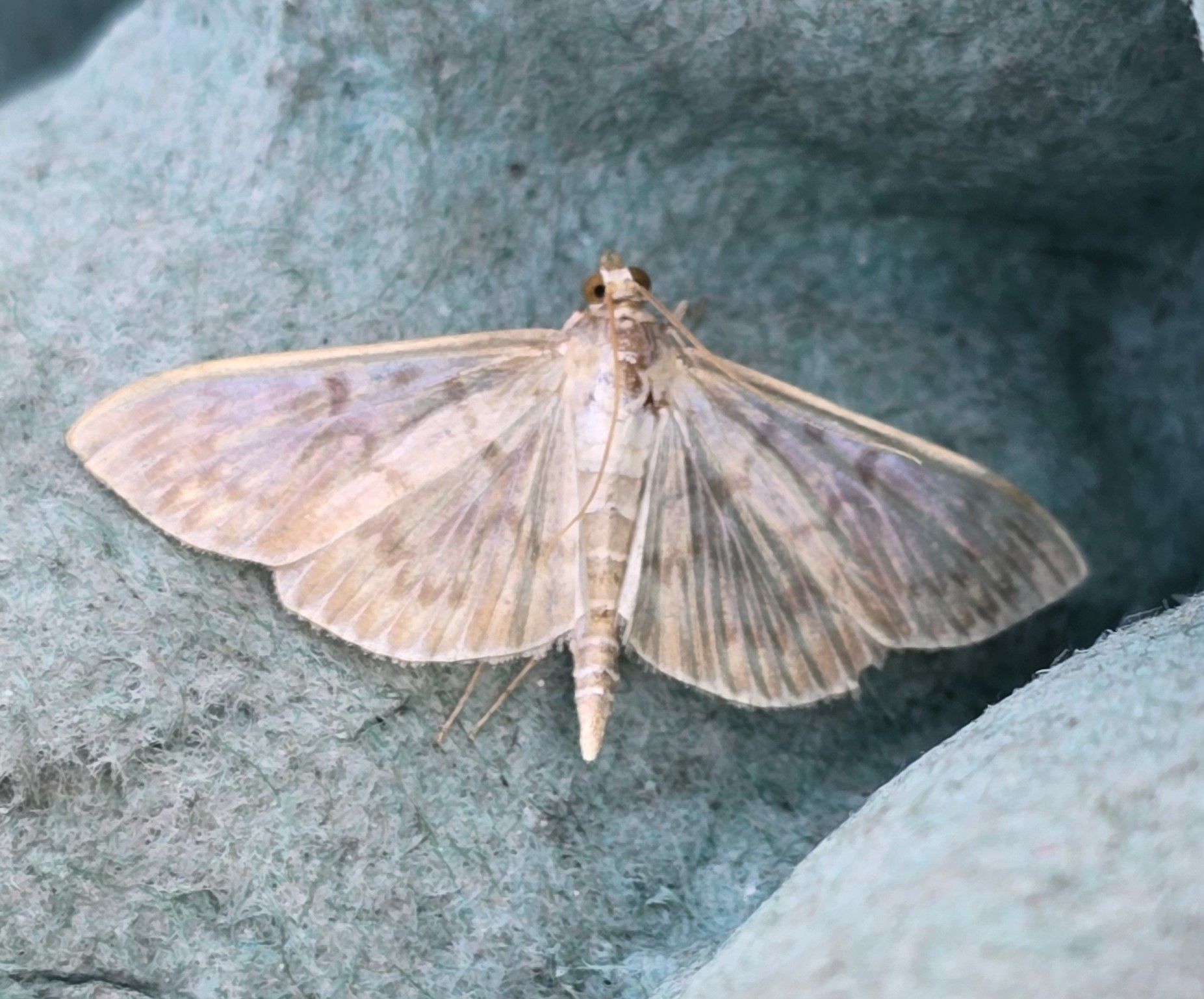 Photo of Mother of Pearl (Patania ruralis)